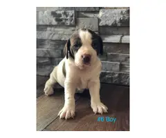 Gorgeous Purebred Pointer pups for sale - 2