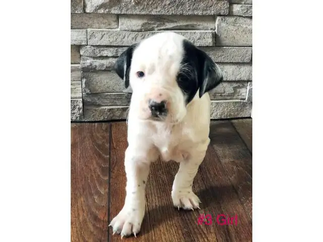 Gorgeous Purebred Pointer pups for sale - 4/14