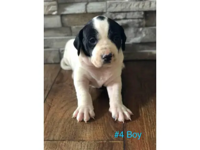 Gorgeous Purebred Pointer pups for sale - 5/14