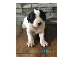 Gorgeous Purebred Pointer pups for sale