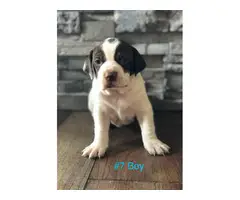 Gorgeous Purebred Pointer pups for sale - 6