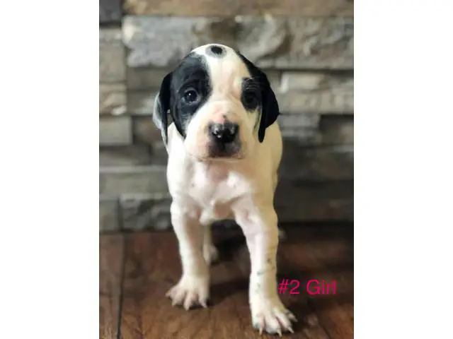 Gorgeous Purebred Pointer pups for sale - 7/14