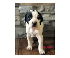 Gorgeous Purebred Pointer pups for sale - 7