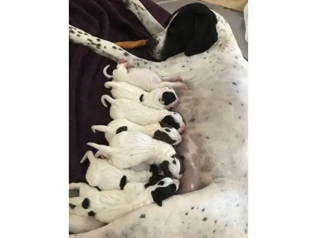 Gorgeous Purebred Pointer pups for sale - 11/14