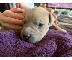 Six Pitbull puppies need good loving home
