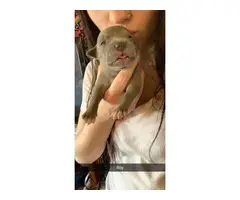 Six Pitbull puppies need good loving home
