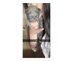 Six Pitbull puppies need good loving home