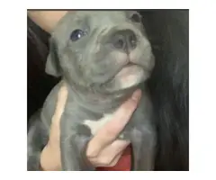 Six Pitbull puppies need good loving home