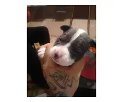 3 Pocket bullies puppies available