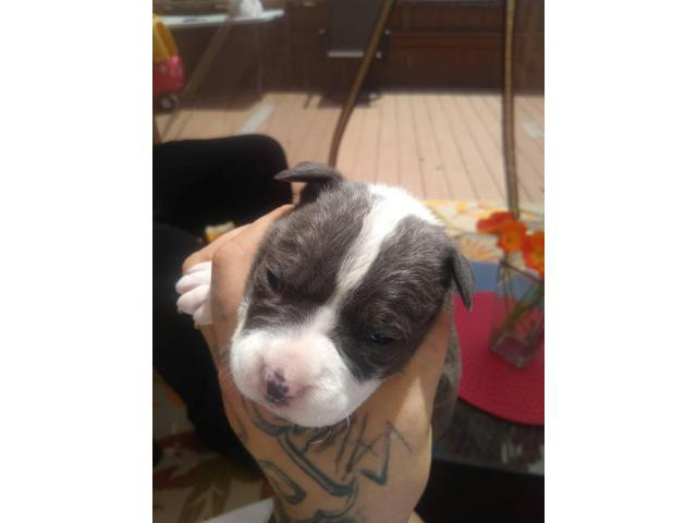 3 Pocket bullies puppies available in Chicago, Illinois