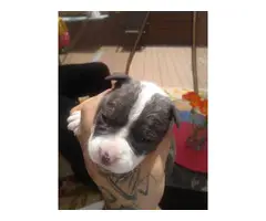 3 Pocket bullies puppies available - 2