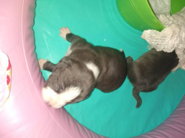 3 Pocket bullies puppies available in Chicago, Illinois