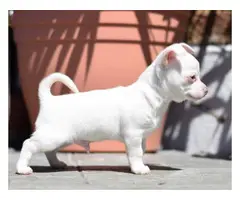 Stunning White Smoothcoat  Chihuahua for sale