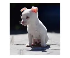Stunning White Smoothcoat  Chihuahua for sale - 2