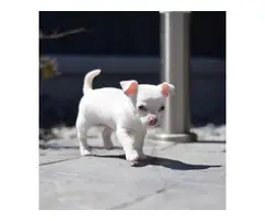 Stunning White Smoothcoat  Chihuahua for sale - 3