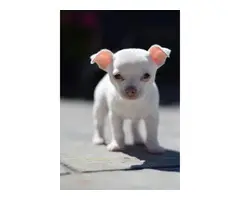 Stunning White Smoothcoat  Chihuahua for sale - 5
