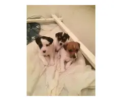 Gorgeous Jack Russell Terrier pups