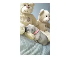 Quality French bulldog Puppies Looking For Their Forever Home - 6