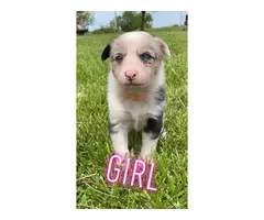 8 Texas Heeler puppies for sale