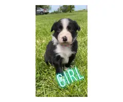 8 Texas Heeler puppies for sale - 2