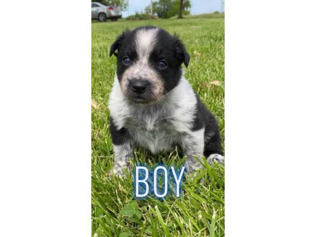 8 Texas Heeler puppies for sale in Lamar, Missouri - Puppies for Sale Near Me