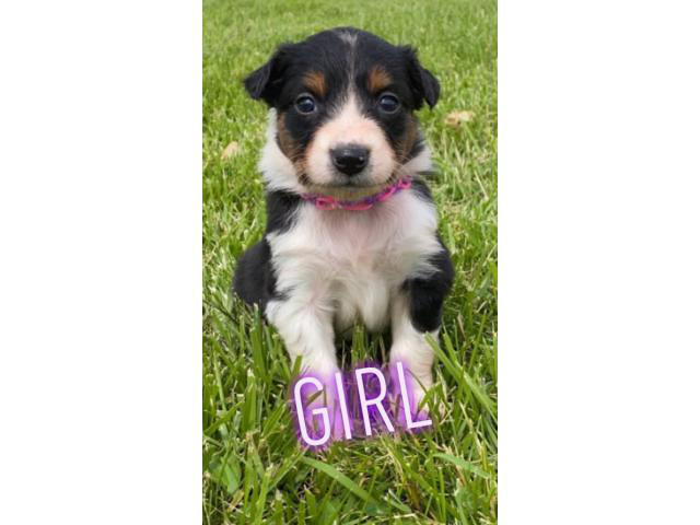8 Texas Heeler puppies for sale in Lamar, Missouri - Puppies for Sale Near Me