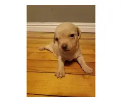 Chihuahua / Dachshund puppies
