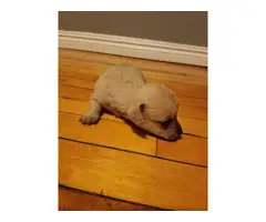 Chihuahua / Dachshund puppies - 2