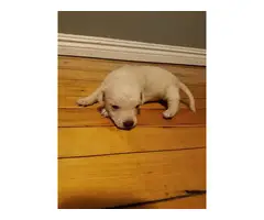 Chihuahua / Dachshund puppies - 3