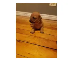 Chihuahua / Dachshund puppies - 4