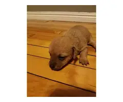Chihuahua / Dachshund puppies - 5