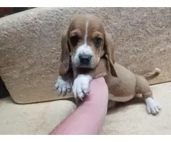 Female bassett hound puppy for sale - 1