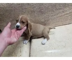Female bassett hound puppy for sale - 2
