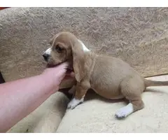 Female bassett hound puppy for sale - 3