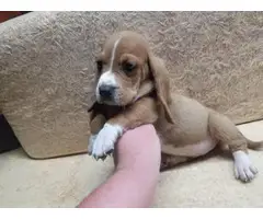 Female bassett hound puppy for sale - 4
