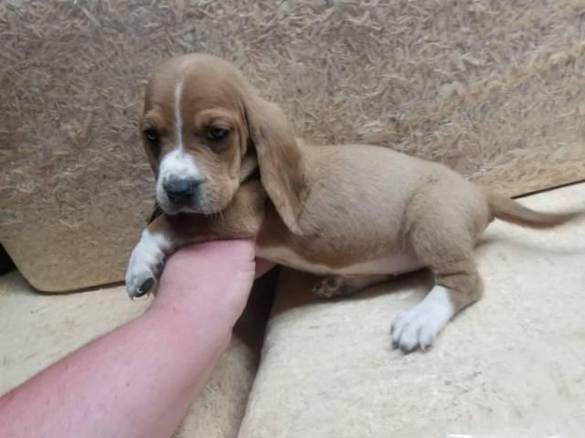 Female bassett hound puppy for sale in Jackson, Mississippi - Puppies for Sale Near Me