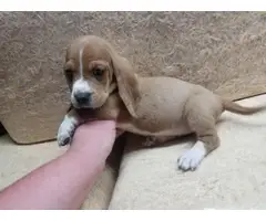 Female bassett hound puppy for sale - 5