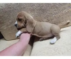 Female bassett hound puppy for sale - 6