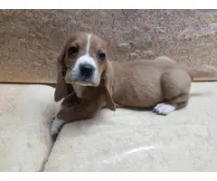 Female bassett hound puppy for sale - 7