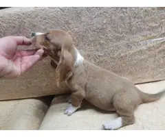 Female bassett hound puppy for sale - 8