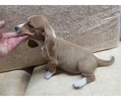 Female bassett hound puppy for sale - 9
