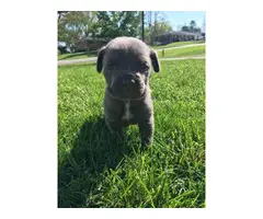 Registered Cane Corso puppies - 2