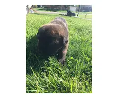 Registered Cane Corso puppies - 4