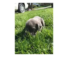 Registered Cane Corso puppies - 5