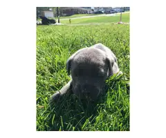 Registered Cane Corso puppies - 6
