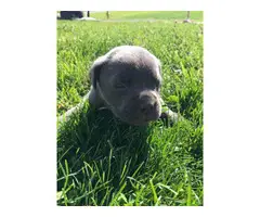 Registered Cane Corso puppies - 7