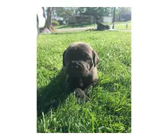 Registered Cane Corso puppies - 8