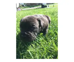 Registered Cane Corso puppies - 9