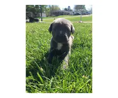 Registered Cane Corso puppies - 10