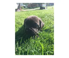 Registered Cane Corso puppies - 11